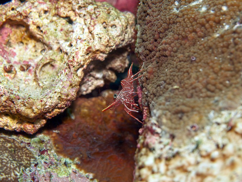 Boxer Shrimp, Seulako Cave